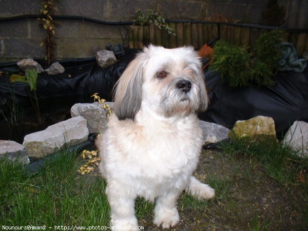 Photo de Lhassa apso