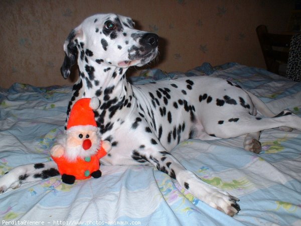 Photo de Dalmatien