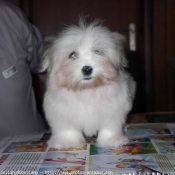 Photo de Coton de tulear