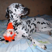 Photo de Dalmatien