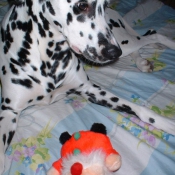 Photo de Dalmatien