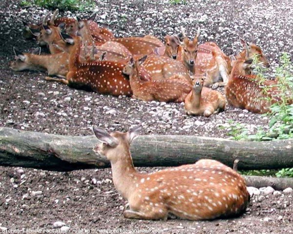 Photo de Biche