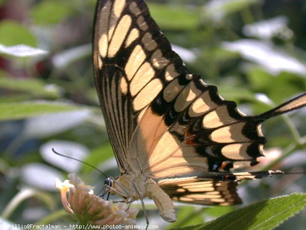 Photo de Papillon