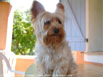 Photo de Yorkshire terrier