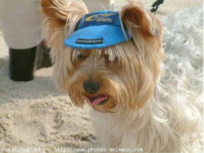 Photo de Yorkshire terrier