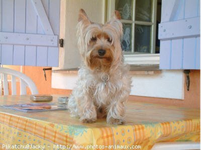 Photo de Yorkshire terrier