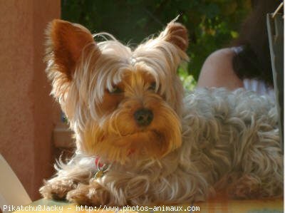 Photo de Yorkshire terrier