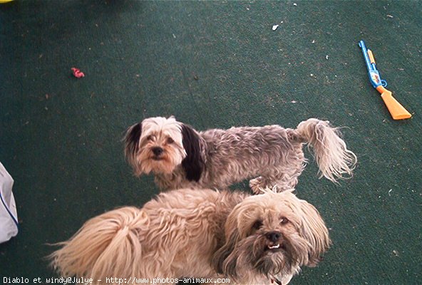 Photo de Lhassa apso