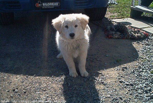 Photo de Golden retriever