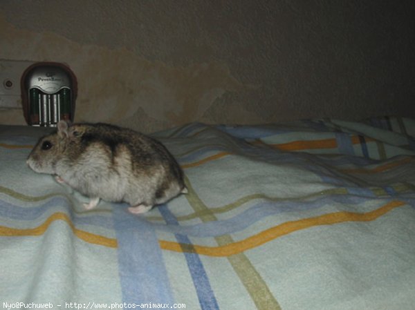 Photo de Hamster