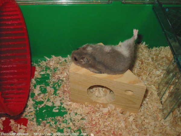 Photo de Hamster