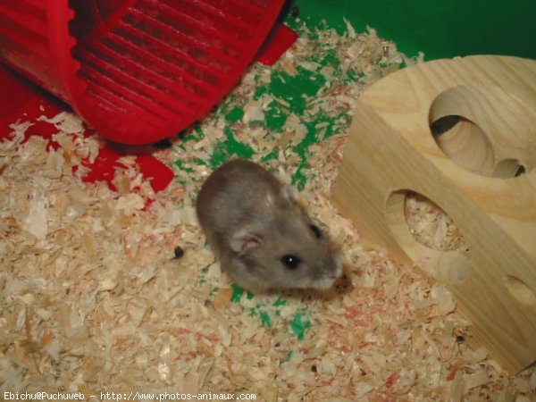 Photo de Hamster