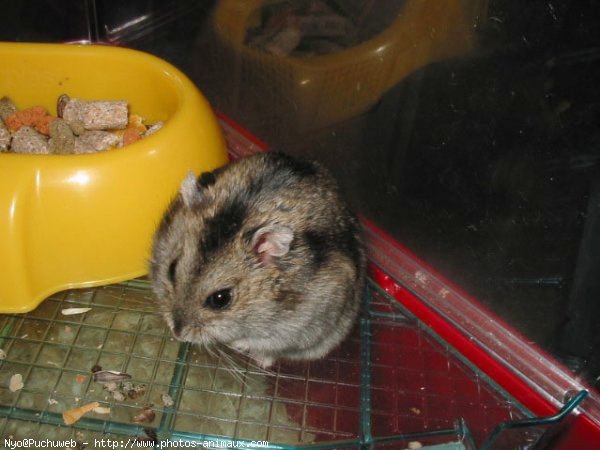 Photo de Hamster