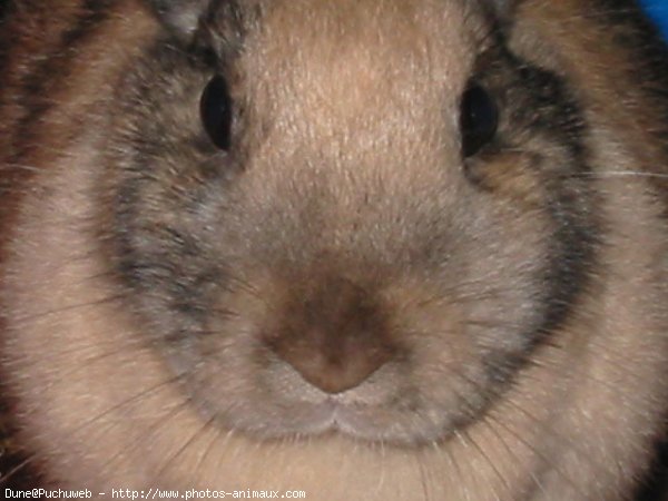 Photo de Lapin