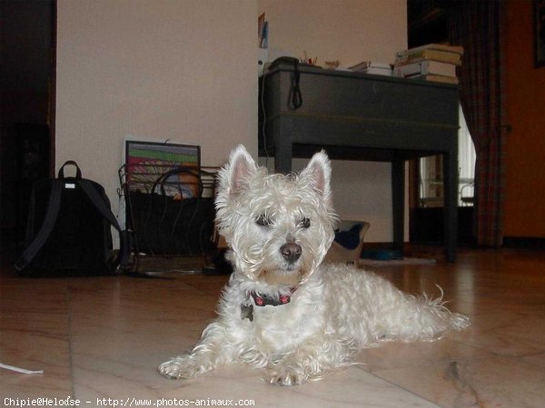 Photo de West highland white terrier