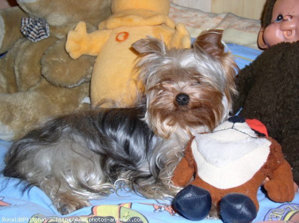 Photo de Yorkshire terrier