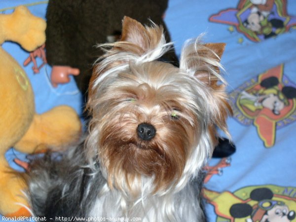 Photo de Yorkshire terrier