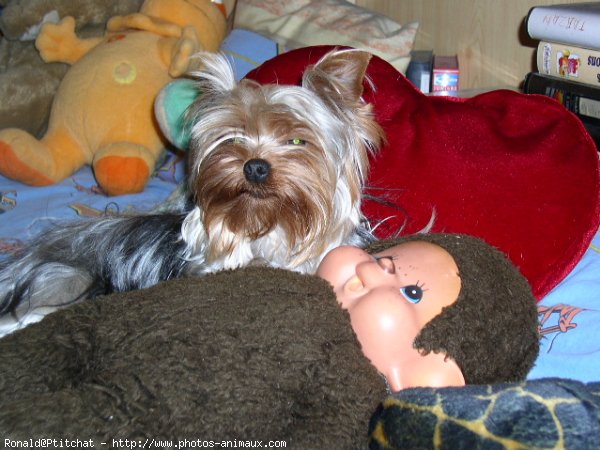 Photo de Yorkshire terrier