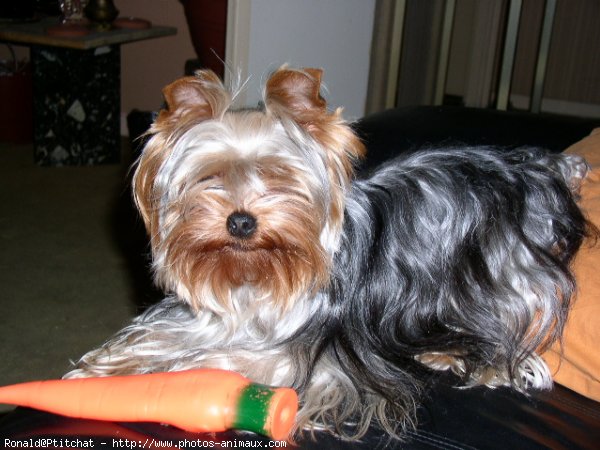 Photo de Yorkshire terrier