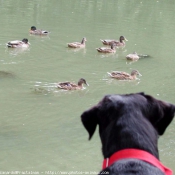 Photo de Labrador retriever