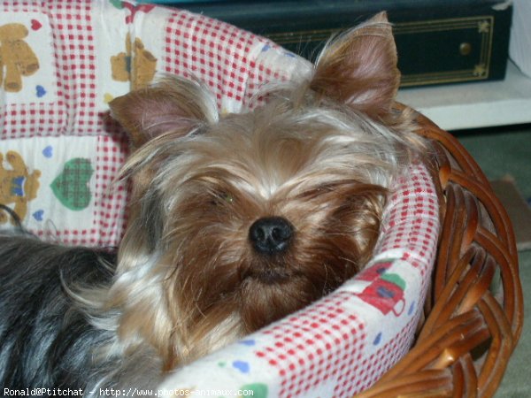 Photo de Yorkshire terrier