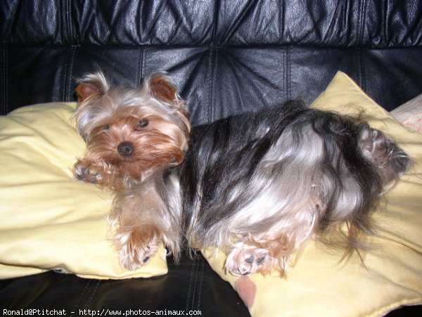 Photo de Yorkshire terrier