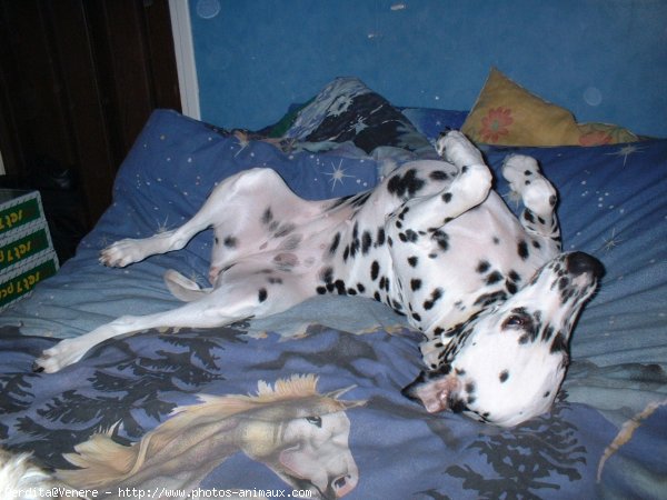 Photo de Dalmatien