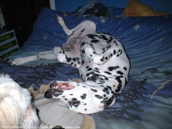 Photo de Dalmatien