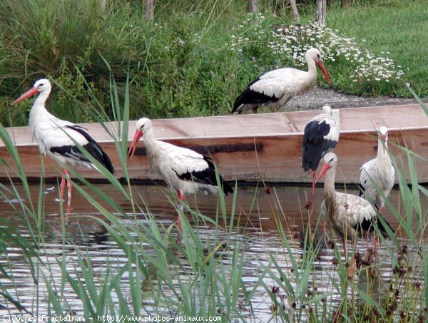 Photo de Cigogne