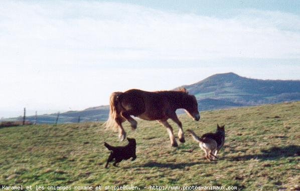 Photo de Haflinger