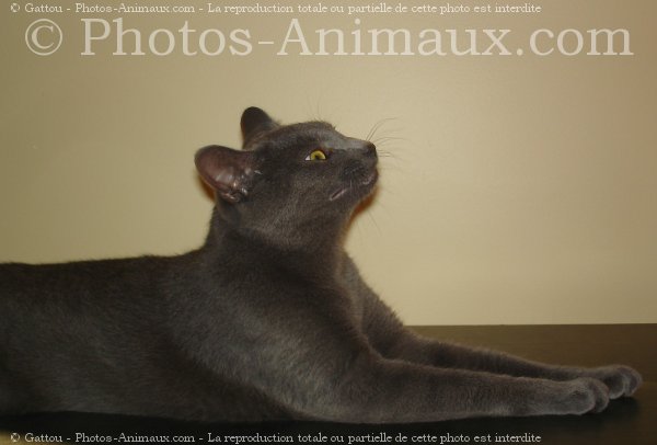 Photo de Chat domestique