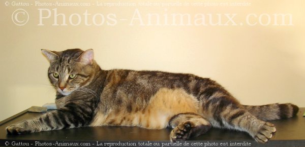 Photo de Chat domestique