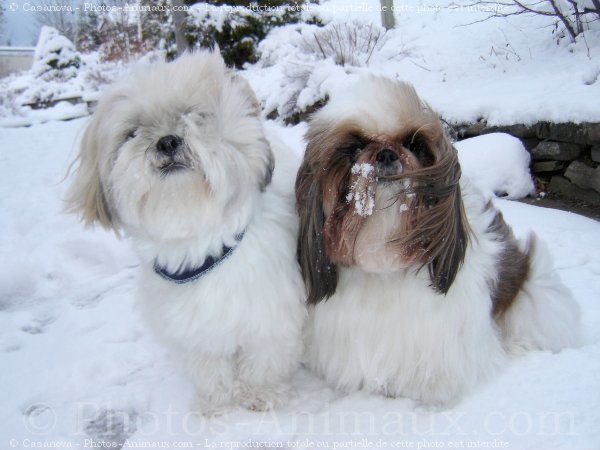 Photo de Shih tzu