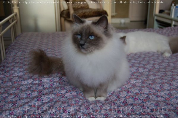 Photo de Sacr de birmanie