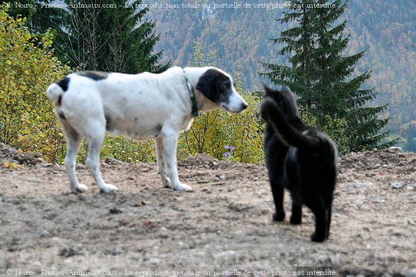 Photo de Races diffrentes