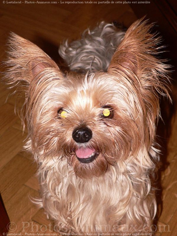 Photo de Yorkshire terrier