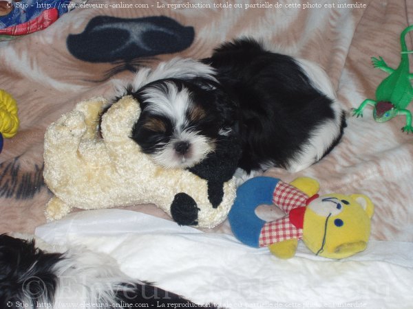 Photo de Shih tzu