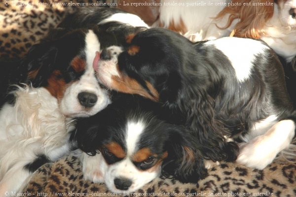 Photo de Cavalier king charles spaniel