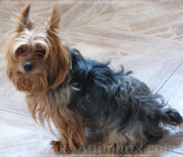 Photo de Yorkshire terrier