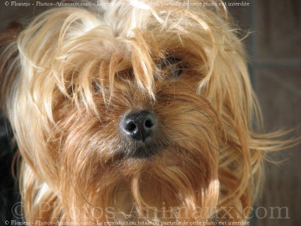 Photo de Yorkshire terrier