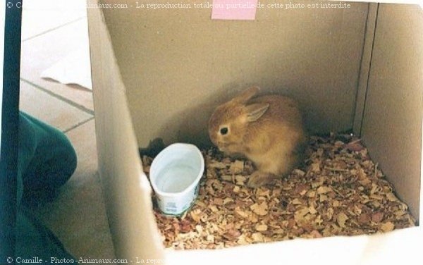 Photo de Lapin