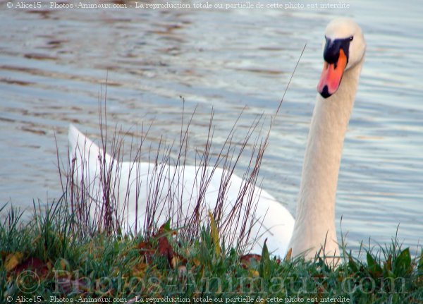 Photo de Cygne