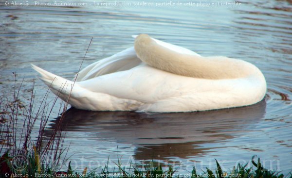 Photo de Cygne