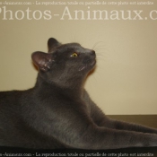 Photo de Chat domestique