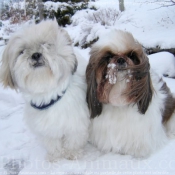 Photo de Shih tzu