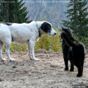 Photo de Races diffrentes