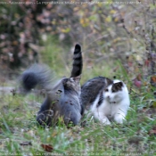 Photo de Races diffrentes