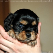 Photo de Cavalier king charles spaniel