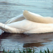 Photo de Cygne