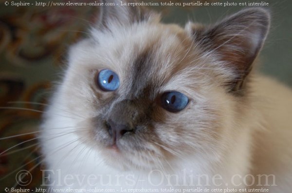 Photo de Sacr de birmanie